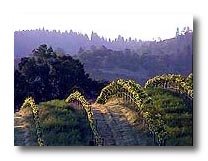 The Vineyard