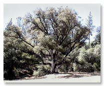 Heritage Oak